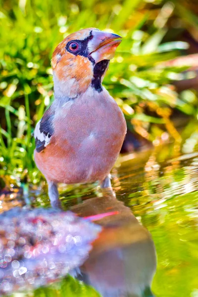 Hawfinch Coccothraustes Cothraustes Forest Pond Mediterranean Forest Castile Leon Spain — 스톡 사진