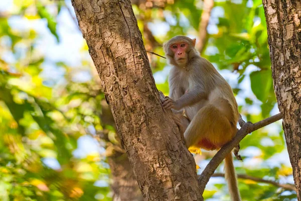 Rhesus Macaque Macaca Mulatta Royal Bardia National Park Bardiya National — Fotografia de Stock