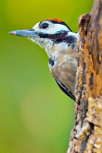 Buntspecht Dendrocopos Major Spanischer Wald Kastilien Und León Spanien Europa — Stockfoto