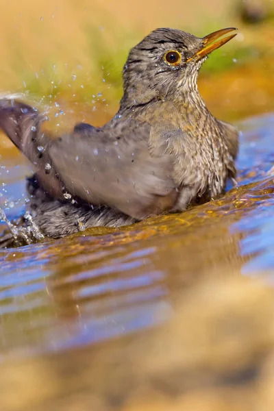 Blackbird Turdus Merula Forest Pond Mediterranean Forest Castile Leon Spain — 스톡 사진