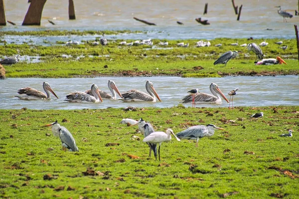 Pelikan Szary Pelikan Pelecanus Philippensis Tereny Podmokłe Park Narodowy Udawalawe — Zdjęcie stockowe