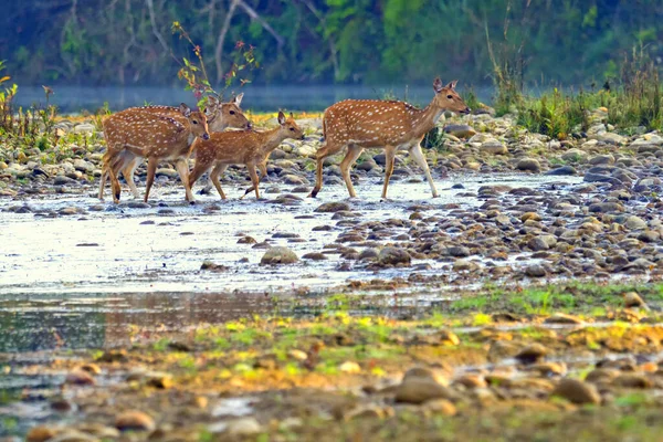 斑点鹿 轴心国 轴心国 巴迪亚皇家国家公园 巴迪亚国家公园 尼泊尔 — 图库照片