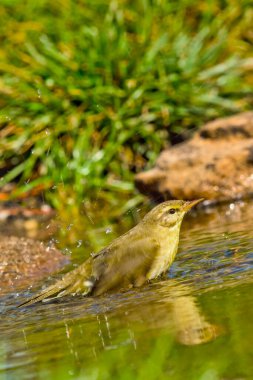 Willow Warbler, Phylloscopus trochilus, Forest Pond, Akdeniz Ormanı, Kastilya ve Leon, İspanya, Avrupa