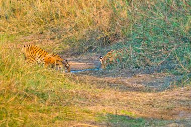 Bengal Kaplanı, Panthera Tigris Tigris, Royal Bardia Ulusal Parkı, Bardiya Ulusal Parkı, Nepal, Asya