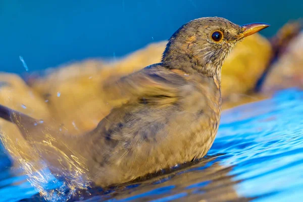 Blackbird Turdus Merula Forest Pond Mediterranean Forest Castela Leão Espanha — Fotografia de Stock