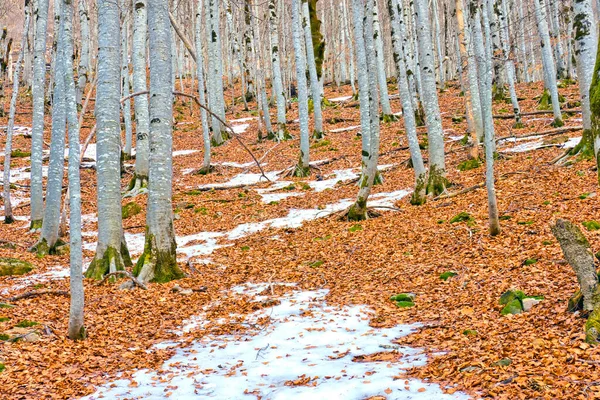 Beech Forest Ordesa Valley Ordesa Monte Perdido National Park Unesco — Φωτογραφία Αρχείου