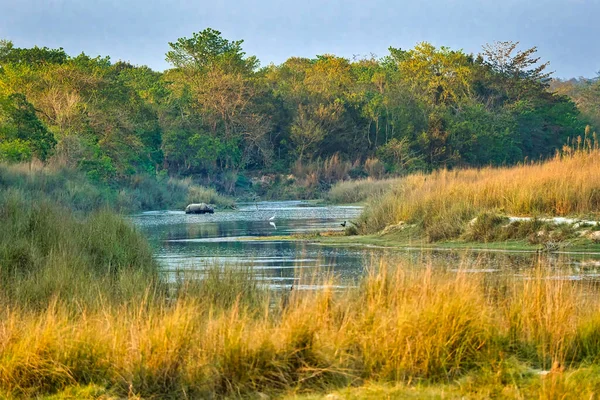 Великий Однорогий Rhinoceros Indian Rhinoceros Asian Rhino Rhinoceros Unicornis Wetlands — стокове фото