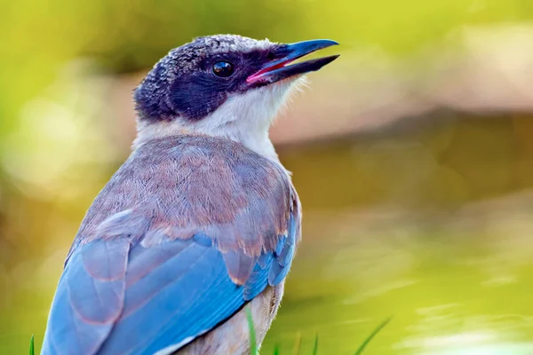 Лазурная Сорока Cyanopica Cooki Лесной Пруд Средиземноморский Лес Кастилия Леон — стоковое фото