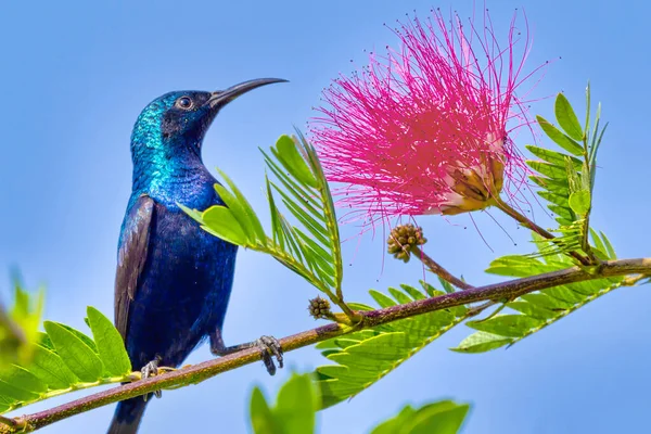 Mor Güneş Kuşu, Cinnyris Asiaticus, Riverine Ormanı, Kraliyet Bardia Ulusal Parkı, Bardiya Ulusal Parkı, Nepal, Asya