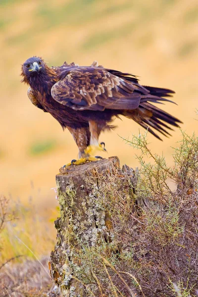 Águila Dorada Aquila Chrysaetos Bosque Mediterráneo Castilla León España Europa —  Fotos de Stock