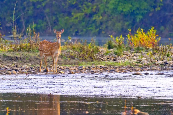 斑点鹿 轴心国 轴心国 巴迪亚皇家国家公园 巴迪亚国家公园 尼泊尔 — 图库照片