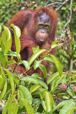 Orangutan, Pongo pigmaeus, Tanjung Puting Ulusal Parkı, Borneo, Endonezya