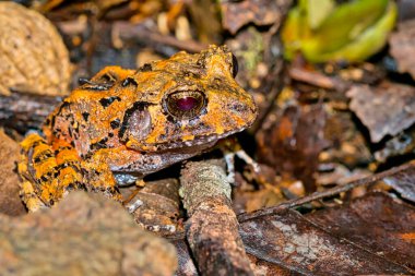 Tropical Frog, Tropical Rainforest, Corcovado National Park, Osa Conservation Area, Osa Peninsula, Costa Rica, Central America, America clipart