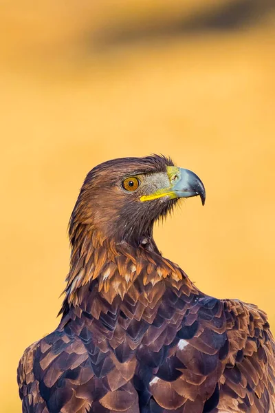 Golden Eagle Aquila Chrysaetos Mediterranean Forest Castile Leon Spanyolország Európa — Stock Fotó