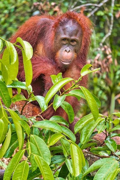 Orangutan, Pongo pigmaeus, Tanjung Puting Ulusal Parkı, Borneo, Endonezya