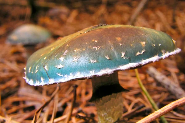 Champignon Sauvage Parc National Guadarrama Ségovie Castille Léon Espagne Europe — Photo