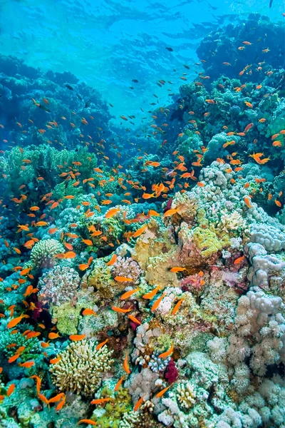 Rafa Koralowa Krajobraz Podwodny Morze Czerwone Egipt Afryka — Zdjęcie stockowe