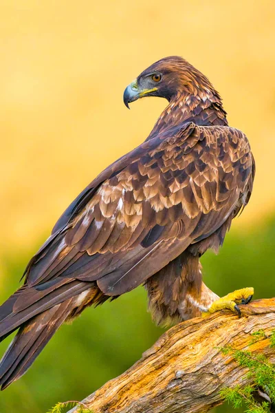 Águila Dorada Aquila Chrysaetos Bosque Mediterráneo Castilla León España Europa —  Fotos de Stock