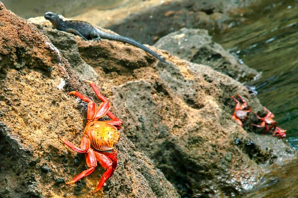 レッドロッククラブ グラッスス グラッスス ガラパゴス国立公園 ガラパゴス諸島 ユネスコ世界遺産 エクアドル アメリカ — ストック写真