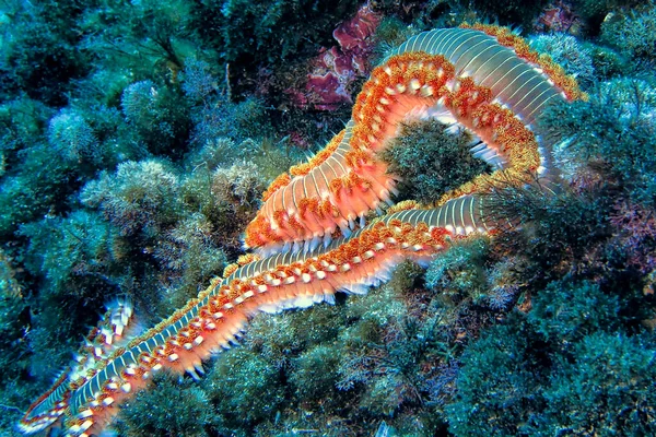 ひげそり花火 Hermodice Carunculata Cabo Cope Puntas Del Calnegre自然公園 地中海 ムルシア — ストック写真