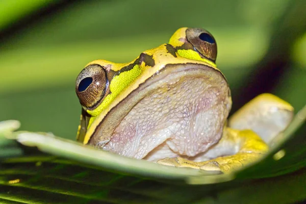 Nova Granada Cross Banded Tree Frog Smilisca Phaeota Floresta Tropical — Fotografia de Stock