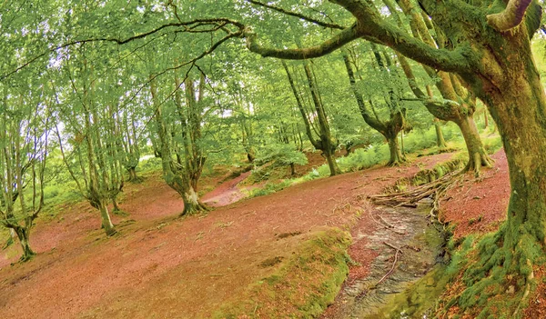 Otzarreta Beech Forest Parque Natural Gorbeia Bizkaia País Basco Espanha — Fotografia de Stock