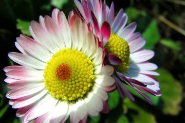 Wild Daisy, Sierra de Guadarrama Ulusal Parkı, Segovia, Kastilya ve Leon, İspanya, Avrupa