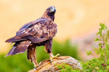 Altın Kartal, Aquila Chrysaetos, Akdeniz Ormanı, Kastilya ve Leon, İspanya, Avrupa
