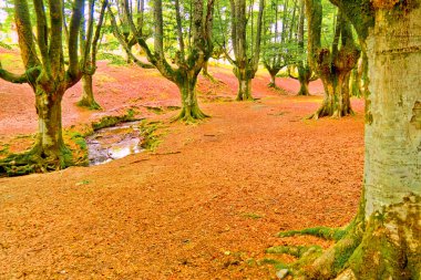Otzarreta Kayın Ormanı, Gorbeya Doğal Parkı, Bizkaia, Bask Ülkesi, İspanya, Avrupa