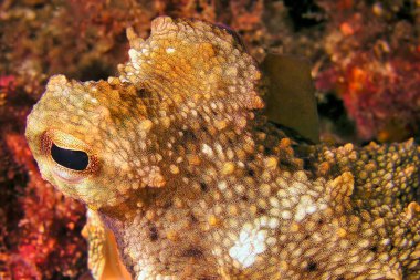 Ortak Octopus, Octopus vulgaris, Cabo Cope-Puntas del Calnegre Doğal Parkı, Akdeniz, Murcia, İspanya, Avrupa