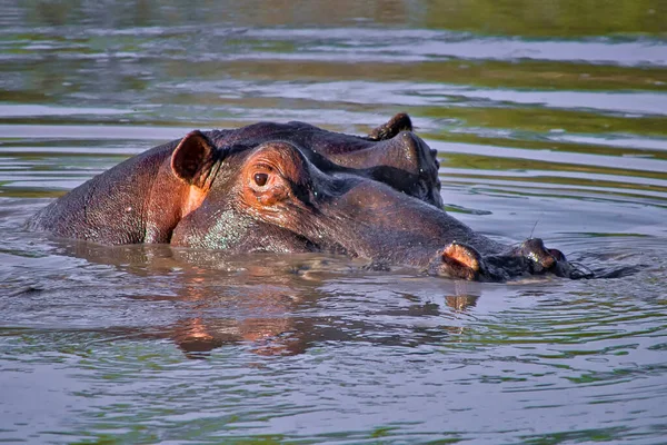 Hippopotamus Hippopotamus Amphibius Kruger National Park Sudafrica Africa — Foto Stock