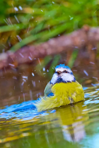 Blue Tit Parus Caeruleus Forest Pond Mediterranean Forest Castile Leon — Stock Fotó