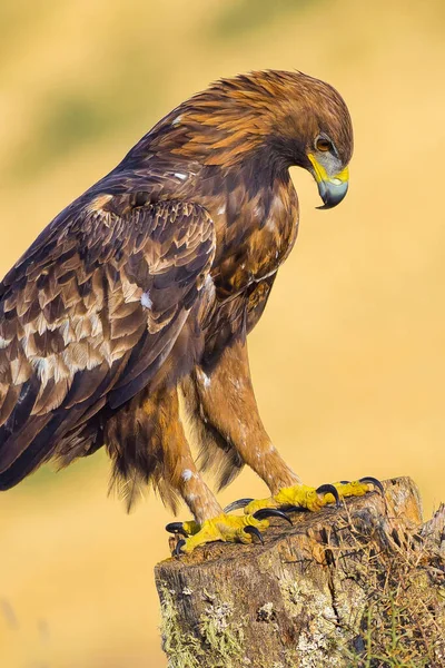 Golden Eagle Aquila Chrysaetos Mediterranean Forest Castile Leon Spain Europe — 스톡 사진
