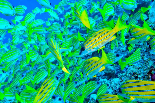 Pargo Rayas Azules Lutjanus Kasmira Coral Reef North Ari Atoll — Foto de Stock
