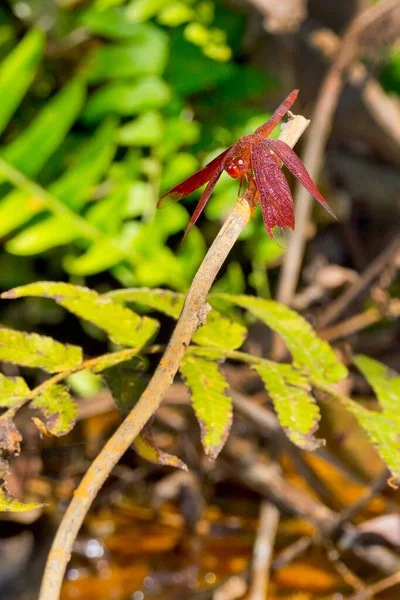 Dragonfly Riverine Forest Royal Bardia National Park Bardiya National Park — 图库照片