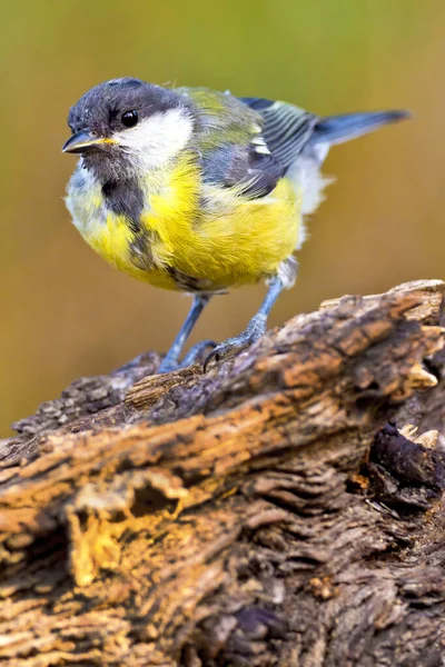 Great Tit Parus Major Mediterranean Forest Castile Leon Spain Europe — Fotografia de Stock