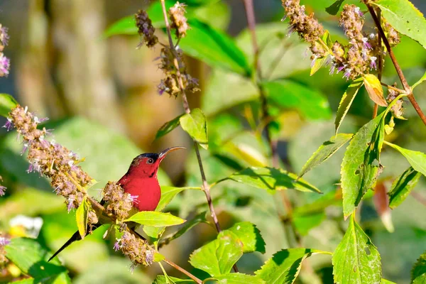 Crimson Sunbird Aethopyga Sihja Riverine Forest Royal Bardia National Park — стоковое фото