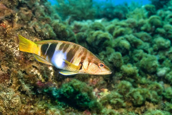 Painted Comber Serranus Scriba Cabo Cope Puntas Del Calnere Natural — стокове фото