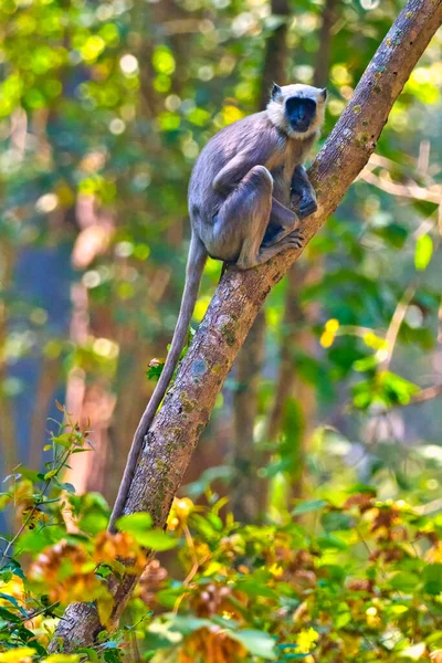 Tarai Gray Langur Semnopithecu Hector Cercopithecidae Royal Bardia National Park — Foto de Stock