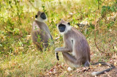 Gray Langur, Hanuman Langur, Semnopithecus entellus, Kaudulla Ulusal Parkı, Sri Lanka, Asya
