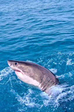 Büyük Beyaz Köpekbalığı, Carcharodon Carcharias, Gansbaai, Batı Burnu, Güney Afrika, Afrika