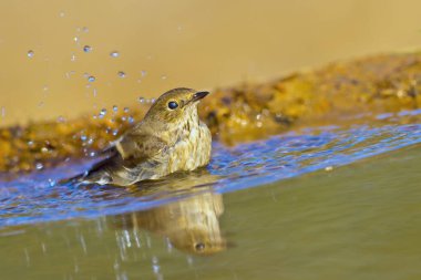 Pied Flycatcher, Ficedula hypoleuca, Forest Pond, Akdeniz Ormanı, Kastilya ve Leon, İspanya, Avrupa