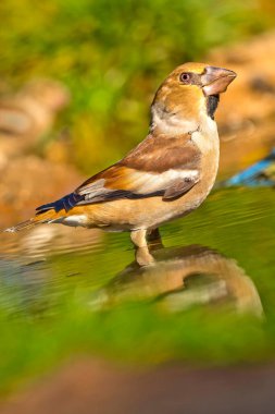 Hawfinch, Coccothraustes coccothraustes, Forest Pond, İspanyol Ormanı, Kastilya ve Leon, İspanya, Avrupa