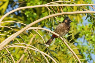 Kırmızı havalandırmalı bulbul, Pycnonotus cafer, Royal Bardia Ulusal Parkı, Bardiya Ulusal Parkı, Nepal, Asya