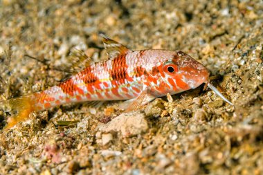 Çizgili aslan yelesi, Mullus barbatus, Cabo Cope-Puntas del Calnegre Doğal Parkı, Akdeniz, Murcia, İspanya, Avrupa
