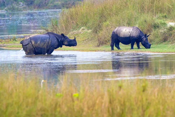 Greater One-horned Rhinoceros, Indian Rhinoceros, Asian Rhino, Rhinoceros unicornis, Wetlands, Royal Bardia National Park, Bardiya National Park, Nepal, Asia