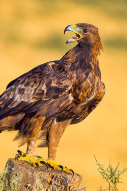 Altın Kartal, Aquila Chrysaetos, Akdeniz Ormanı, Kastilya ve Leon, İspanya, Avrupa