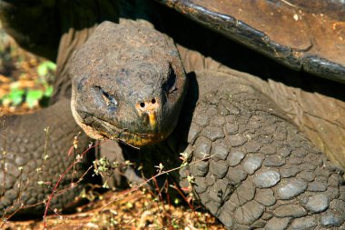 Galapagos Dev Kaplumbağa, Chelonoidis Nigra, Galapagos Ulusal Parkı, Galapagos Adaları, UNESCO Dünya Mirası Alanı, Ekvador, Amerika
