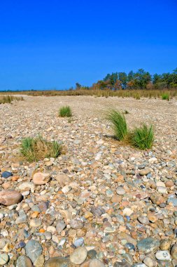 Kuru Nehir Yatağı, Bataklıklar, Kraliyet Bardia Ulusal Parkı, Bardiya Ulusal Parkı, Nepal, Asya