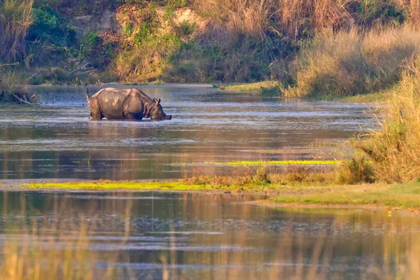 Greater One-horned Rhinoceros, Indian Rhinoceros, Asian Rhino, Rhinoceros unicornis, Wetlands, Royal Bardia National Park, Bardiya National Park, Nepal, Asia